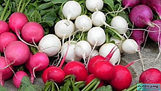 What varieties of radishes are best grown in a greenhouse and how do they differ from the rest?