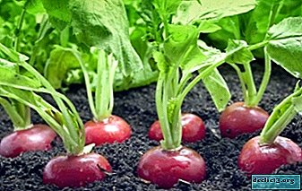 What varieties of radishes are suitable for growing in open ground in the middle lane and the Moscow region? The best types of vegetables