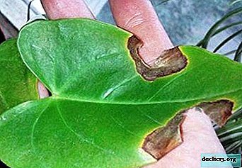 What are the diseases of the leaves of anthurium and how to treat them? Plant care and photo ailments