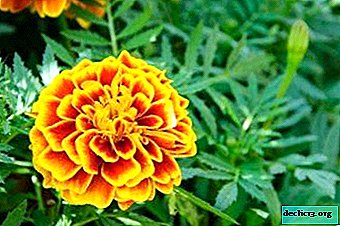 What are the medicinal properties of marigolds and contraindications for use? An example of flower treatment in the photo