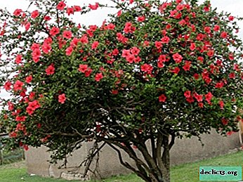 Hvilke typer hibiscus er træer: fotos og pleje afgrøden i haven. Hvordan man dyrker bonsai?