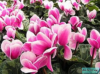 What pests are dangerous for cyclamen: ways to combat them and disease prevention