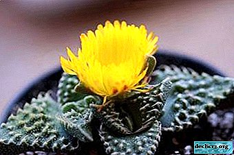 What types of faucaria happens, how does this plant look in the photo, and what is known about growing a flower?