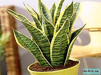What should be the soil for sansevieria?