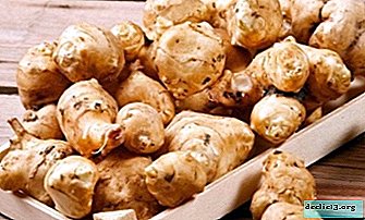 How to store Jerusalem artichoke? How to make the fruits of earthen pears stay fresh longer? - Vegetable growing