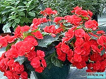 How is the evergreen begonia planted and cared for at home and in the open?