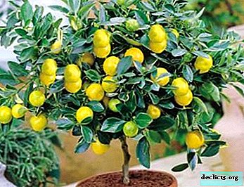 What diseases and pests affects homemade lemon and how to help the plant?