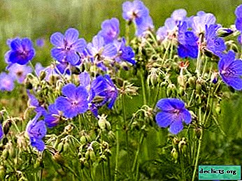 What medicinal properties and contraindications does meadow geranium have?