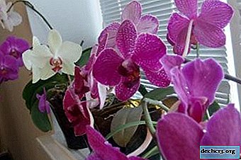 What plant is an orchid, photophilous or shade-loving and how much sun is needed at home for this flower?