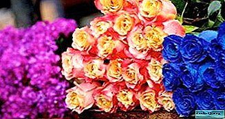 What color are roses? Description and photo of flowers in different shades