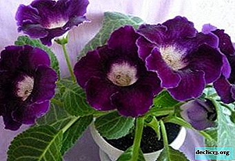 What size pot is needed for the healthy development of gloxinia?