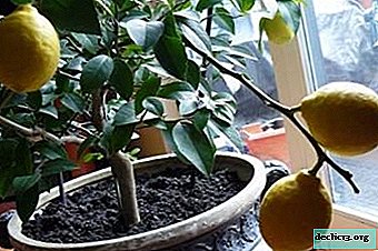 Hvilken jord er nødvendig for citron: hvordan man vælger den rigtige næringsrige jord og gør den selv? Nyttige tip