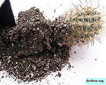 Quel sol convient aux cactus? Comment le faire soi-même et comment choisir le sol acheté?