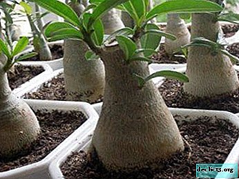 How to choose the soil for Adenium so that the flower pleases the eye?