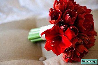 What reason is needed to give a spectacular bouquet with amaryllis, and what is the good choice of compositions from these flowers?