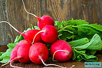 What radish plant in Siberia? List of the best varieties