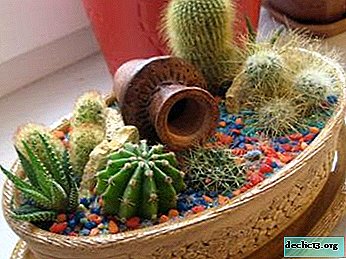 Cara pemilihan dan cara menanam kaktus tanpa akar?