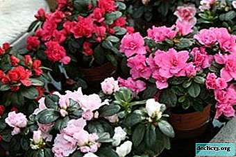 What care does rhododendron need in the fall?
