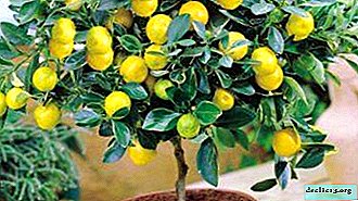 De quels soins un citron a-t-il besoin à la maison? Caractéristiques de la culture en plein air