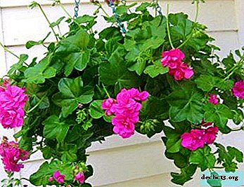 What home care does ivy geranium need for spectacular flowering?