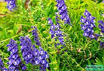 What type of scutellaria - scarlet, alpine or other - is suitable as a houseplant?