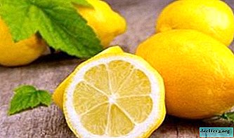 What is the chemical composition, calorie content and content of BJU lemon? Variety of Citrus Varieties
