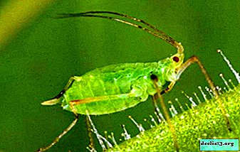 What are the aphid habitats? Where and why does this pest come from?