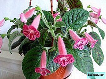 What are the main differences between Thidea and Gloxinia?