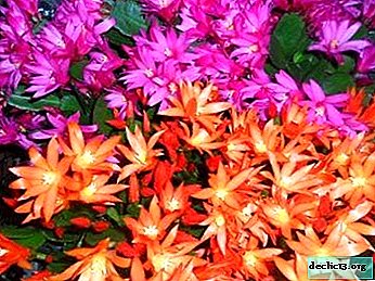 What are the differences between ripsalidopsis and Schlumbergera and how do these plants look in the photo?