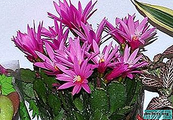 What are the differences between Schlumbergera and Ripsalidopsis, including in terms of appearance, flowering and care?
