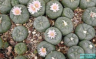 Cactus de púas - Lophophore Williams