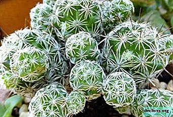 Cactus Mammillaria gracilis - descrição com fotos, dicas sobre cultivo e combate a doenças