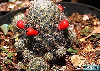 مزيج Cactus Mammillaria - الأواني والنافذة إلى الأبد: النمو والرعاية والرعاية