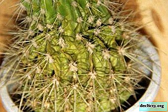 Le cactus a commencé à pourrir. Pourquoi cela se produit-il si le processus va d'en bas?