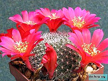 Kirjava kaktus - Rebucius: hoidon ja lisääntymisen ominaisuudet
