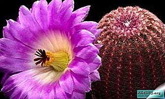 Cactus with bright flowers - Echinocereus. Everything you need to know about this handsome