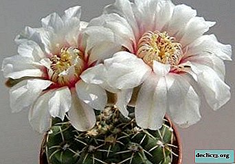 Cactus del género Gimnokalitsium: una decoración viva del interior. Descripción de especies y reglas de contenido.