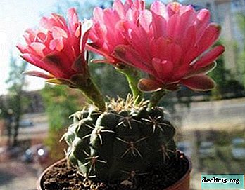 Science des cactus: comment transplanter et transplanter Gymnocalycium correctement et que faire des semences et des enfants?