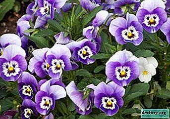 What violet is called pansies, a photo of a flower and features of care