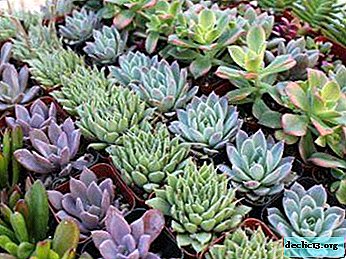 "Stone Rose" Echeveria - an overview of popular species and varieties, photo