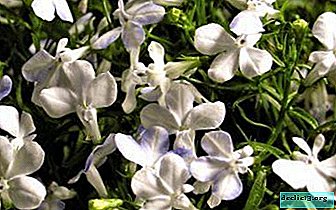 Capricious or not lobelia “White Lady”: secrets for successful propagation and cultivation of varieties