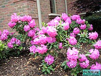 Dwarf varieties of rhododendron and rules for their care