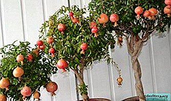 Dwarf pomegranate is a beautiful and useful addition to the interior. All about growing a seed tree