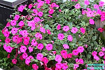 Cascading beauty Petunia Taydal: description and features of care