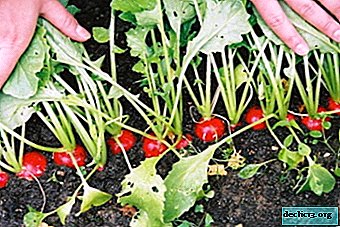 Quand et comment nourrir le radis pendant la plantation et après la germination? Instructions pas à pas pour l'alimentation