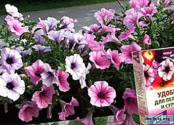 When and how to feed the petunia: choose the best fertilizer for the flower