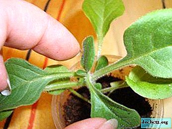 Wann und wie kann man eine Petunie kneifen? Tipps und Tricks zur Pflege, Fotopflanzen