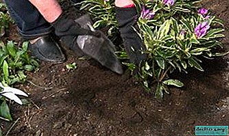 When and how to properly plant rhododendrons in the fall?