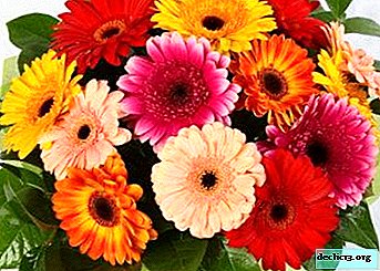 When and how many gerberas bloom and why they do not?