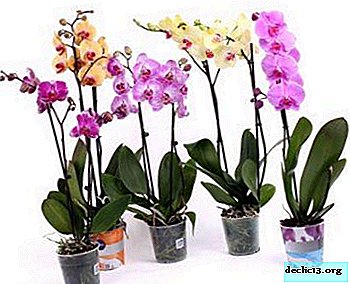 When and how many times a year does the Phalaenopsis orchid blossom at home?